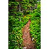 Hiking trail in a sunlit forest in Newfoundland