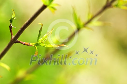 Green spring leaves budding new life in clean environment Green spring leaves budding new life in clean environment