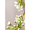 Gentle white spring cherry flower buds and blossoms