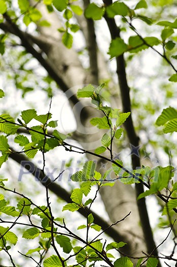 Green elm leaves and branches in spring Green elm leaves and branches in spring