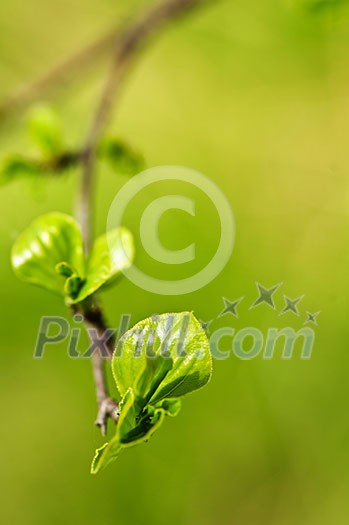 Green spring leaves budding new life in clean environment Green spring leaves budding new life in clean environment