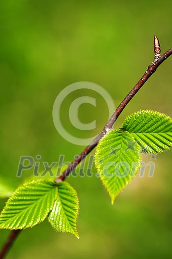 Green spring leaves budding new life in clean environment Green spring leaves budding new life in clean environment