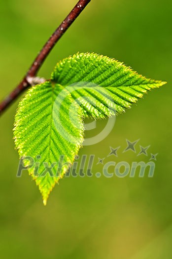 Green spring leaves budding new life in clean environment Green spring leaves budding new life in clean environment