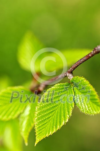 Green spring leaves budding new life in clean environment Green spring leaves budding new life in clean environment