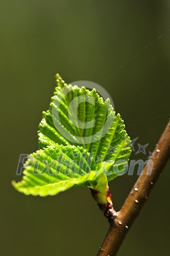 Green spring leaves budding new life in clean environment