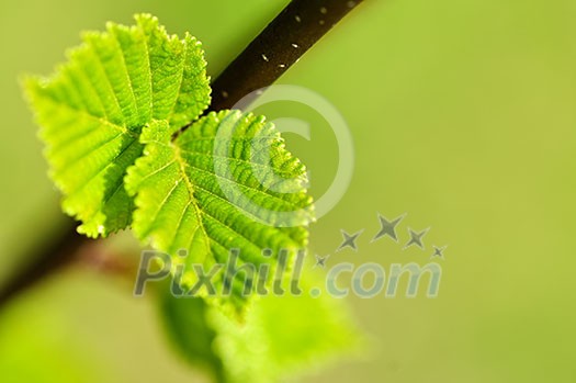 Green spring leaves budding new life in clean environment Green spring leaves budding new life in clean environment