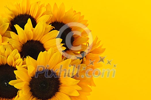 Bouquet of sunflower flowers on yellow background Bouquet of sunflower flowers on yellow background