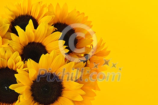 Bouquet of sunflower flowers on yellow background