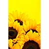 Bouquet of sunflower flowers on yellow background