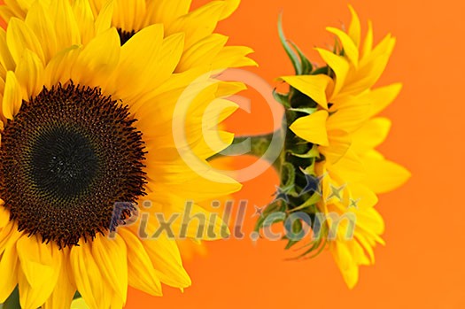 Close up of sunflower flowers on orange background Close up of sunflower flowers on orange background