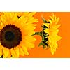 Close up of sunflower flowers on orange background