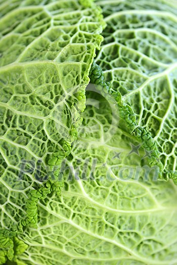 Close up of fresh green cabbage leaves
