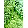 Close up of fresh green cabbage leaves