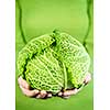 Close up of woman's hands holding fresh green cabbage head