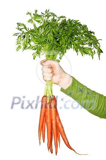 Woman's hand holding bunch of whole fresh organic orange carrots