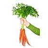 Woman's hand holding bunch of whole fresh organic orange carrots