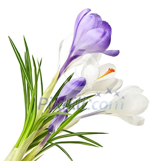 White and purple spring crocus flowers isolated on white background