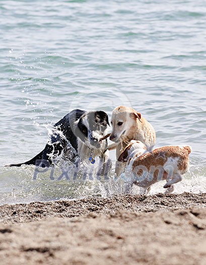 Three dogs playing and splashing in water at the beach