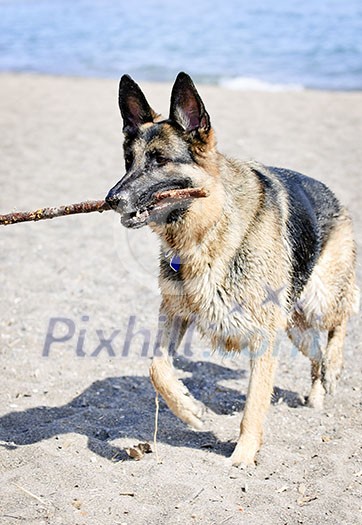 Healthy and active German Shepherd dog fetching stick on beach Healthy and active German Shepherd dog fetching stick on beach