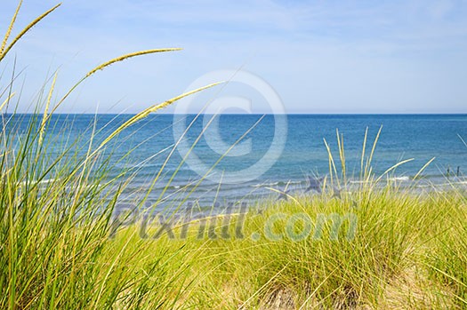 Grass on sand dunes at beach. Pinery provincial park, Ontario Canada