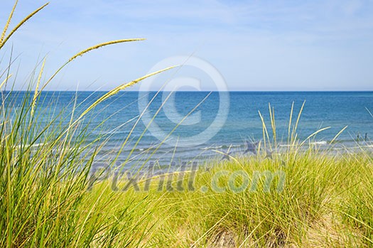 Grass on sand dunes at beach. Pinery provincial park, Ontario Canada Grass on sand dunes at beach. Pinery provincial park, Ontario Canada