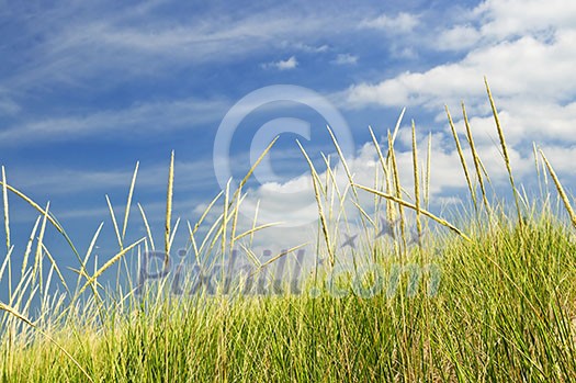 Tall green grass growing on sand dunes against cloudy sky