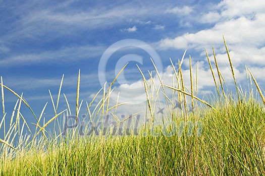 Tall green grass growing on sand dunes against cloudy sky Tall green grass growing on sand dunes against cloudy sky