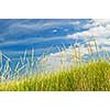 Tall green grass growing on sand dunes against cloudy sky