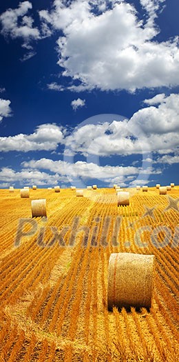 Agricultural landscape of hay bales in a golden field