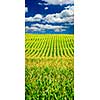 Agricultural landscape of corn field on small scale sustainable farm