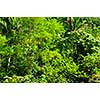 Background of lush tropical jungle at Pacific coast of Mexico
