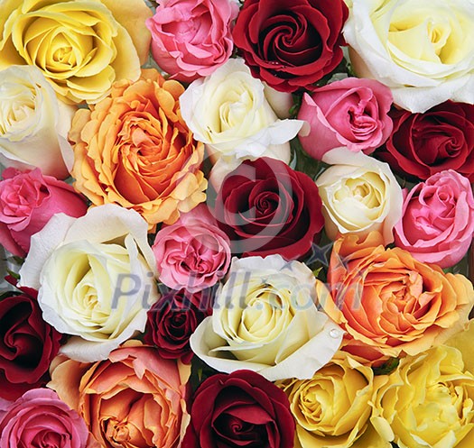 Background of assorted multicolored rose flowers from above