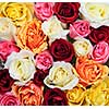 Background of assorted multicolored rose flowers from above