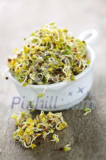 Organic young alfalfa sprouts in a cup