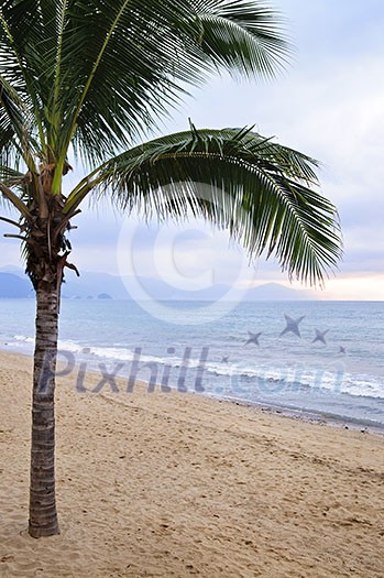 Palm tree on tropical beach in Puerto Vallarta, Jalisco, Mexico