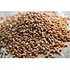 Closeup on pile of organic whole grain wheat kernels