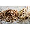 Closeup on pile of organic whole grain wheat kernels and ears