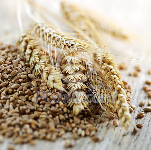 Closeup on pile of organic whole grain wheat kernels and ears Closeup on pile of organic whole grain wheat kernels and ears