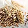 Closeup on pile of organic whole grain wheat kernels and ears
