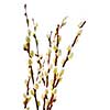 Spring pussy willow branches isolated on white background