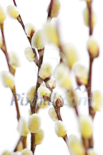 Spring Easter pussy willow branches isolated on white background