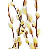 Spring Easter pussy willow branches isolated on white background