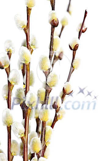 Spring Easter pussy willow branches isolated on white background