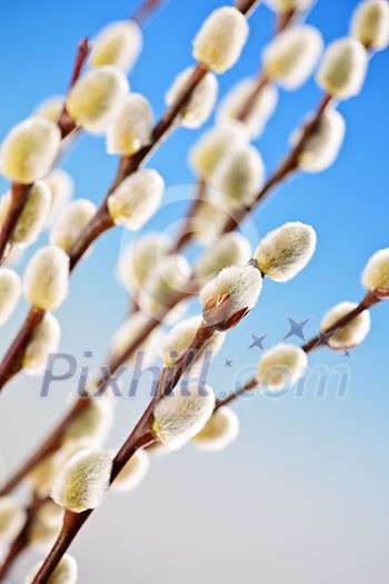 Spring pussy willow branches on blue background
