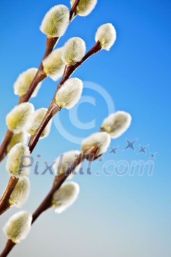 Spring Easter pussy willow branches on blue background