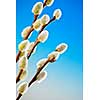 Spring Easter pussy willow branches on blue background