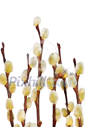 Spring Easter pussy willow branches isolated on white background Spring Easter pussy willow branches isolated on white background