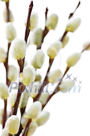 Spring Easter pussy willow branches isolated on white background