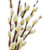 Spring Easter pussy willow branches isolated on white background