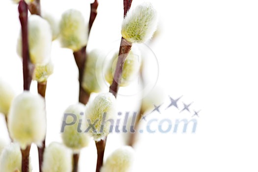 Spring Easter pussy willow branches isolated on white background Spring Easter pussy willow branches isolated on white background